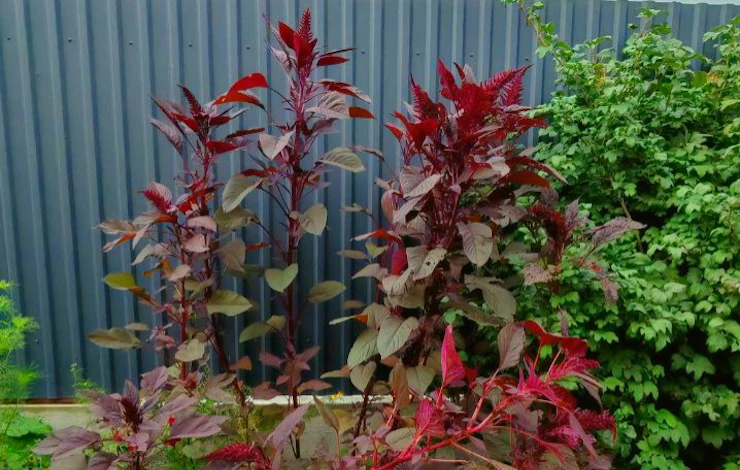 Посадка цветов в июне