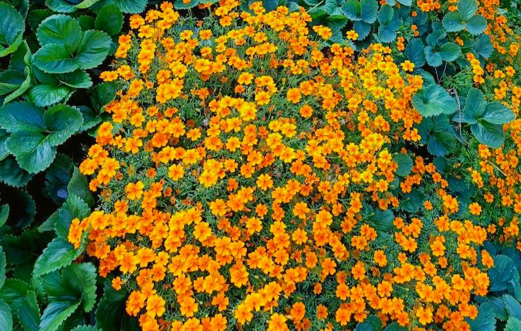 Какие цветы посадить в июне