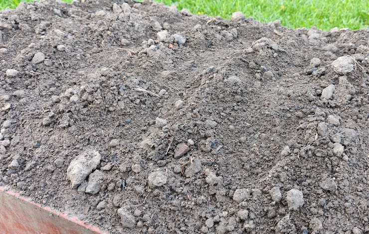 Посадка однолетних цветов в июне