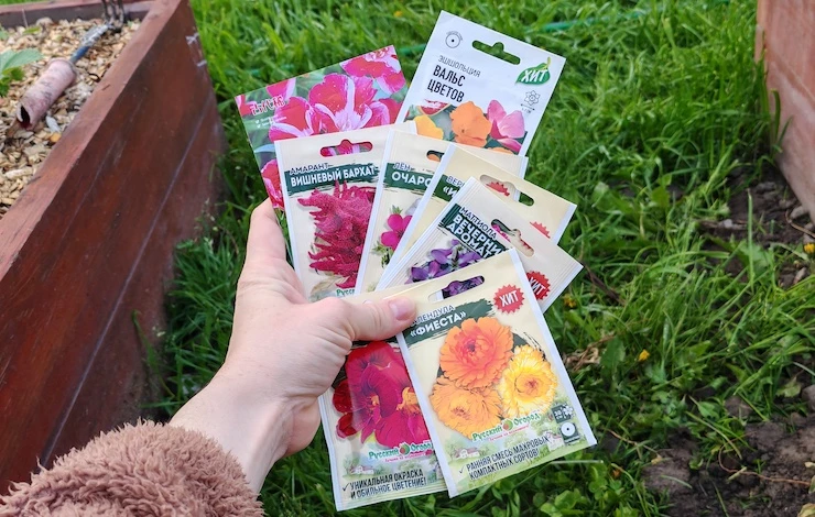 посев однолетних цветов в июне