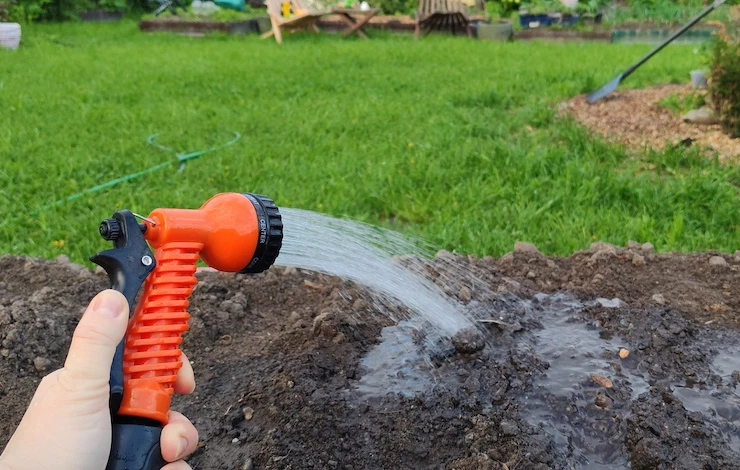 как посадить цветы в июне