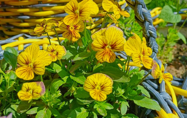 посев многолетних цветов в июне