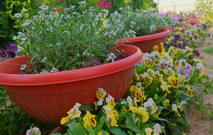 когда сажать цветы в июне