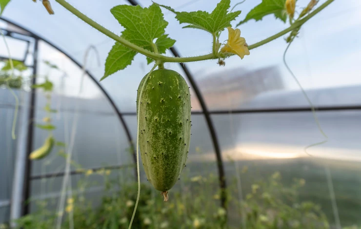 обработка огурцов от мучнистой росы