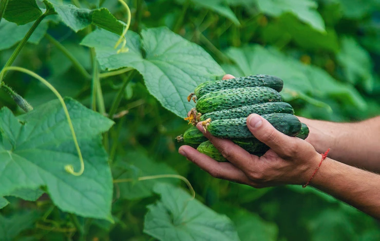 мучнистая роса на огурцах лечение