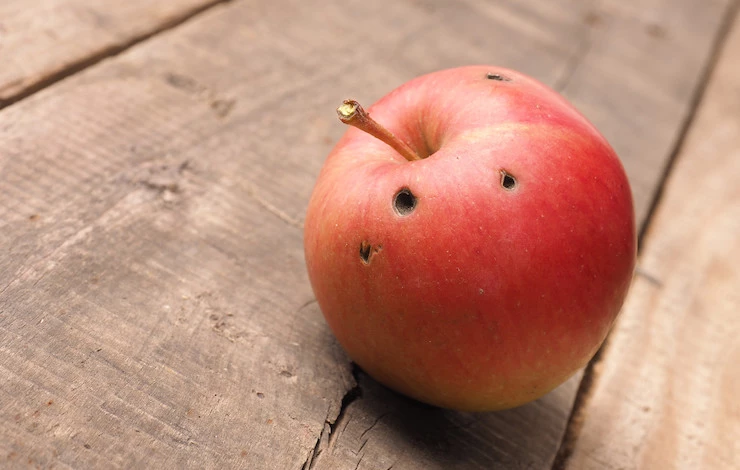 обработка яблонь от плодожорки