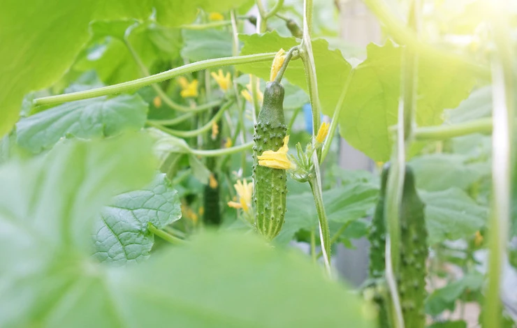 полив в теплице в жару