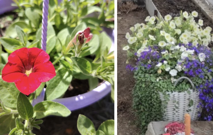 цветы в контейнерах