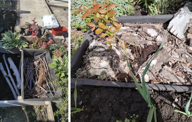 выращивание кустарников в контейнере