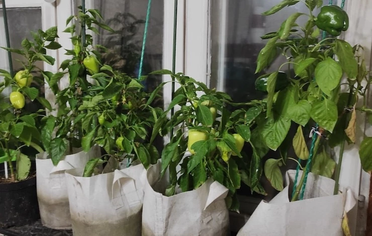 выращивание овощей в контейнере