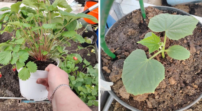 контейнерное выращивание