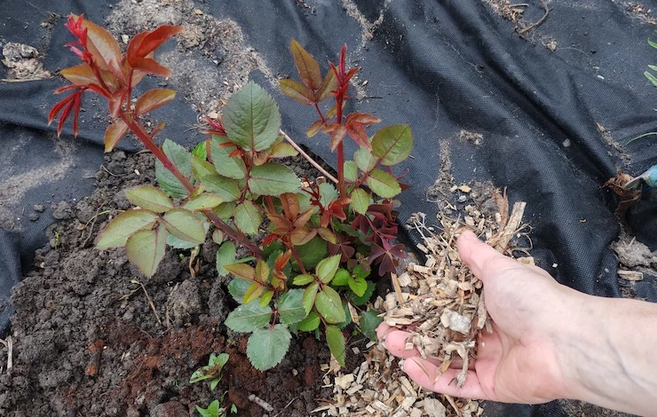 подкормка роз в июне