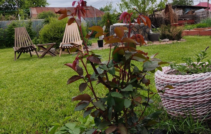 подкормка роз селитрой