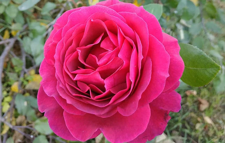 чем подкормить розы