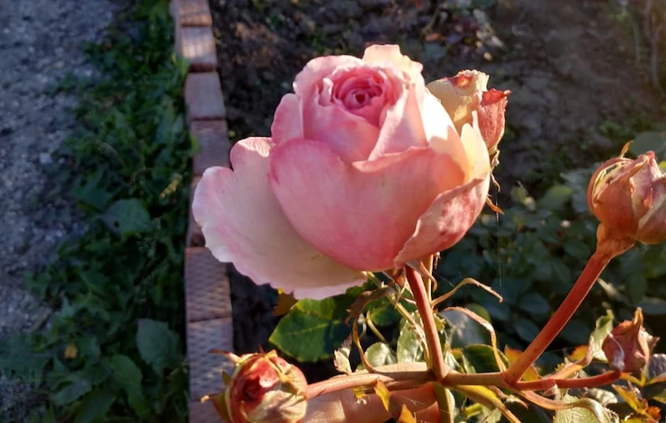 чем подкормить розы летом