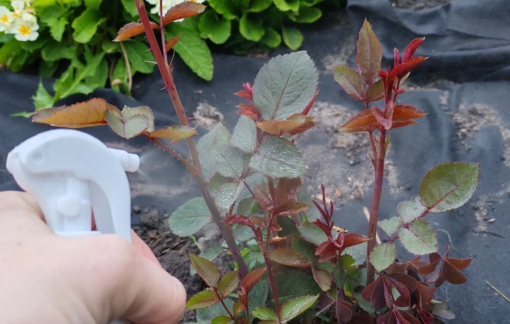 чем подкормить розы в июне