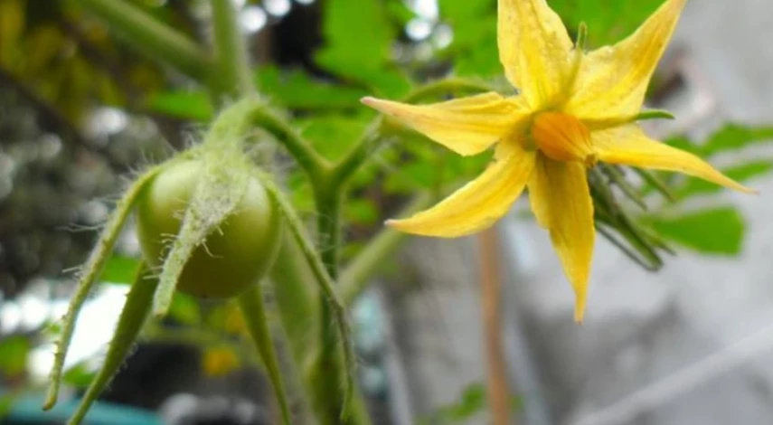 чем подкормить помидоры в июне