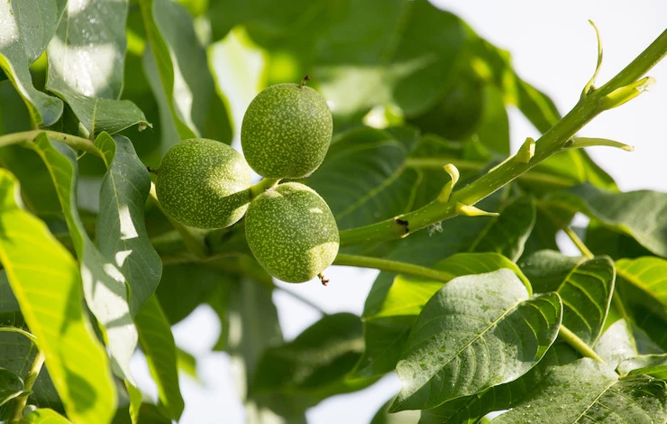 уход за грецким орехом