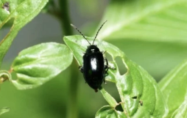 посадка капусты в грунт в июне