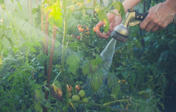 как поливать томаты в жару