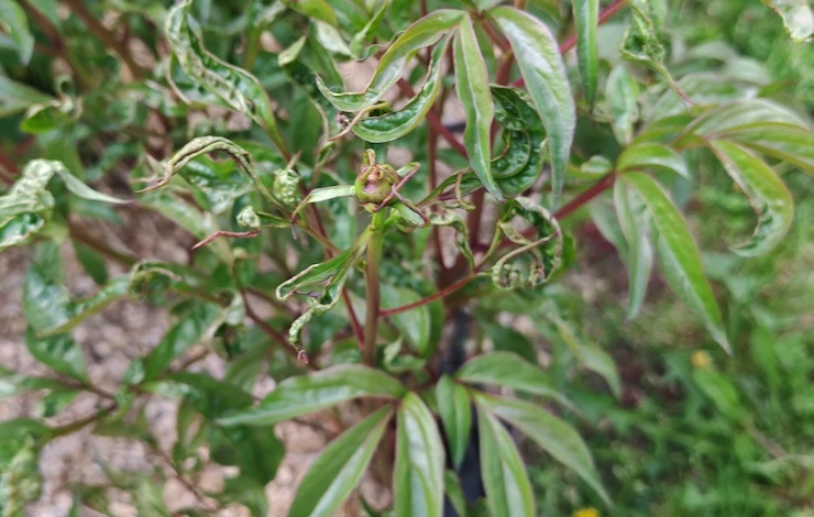 пионы не цветут