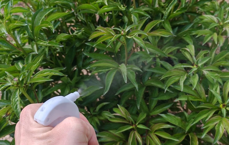 не цветущий пион