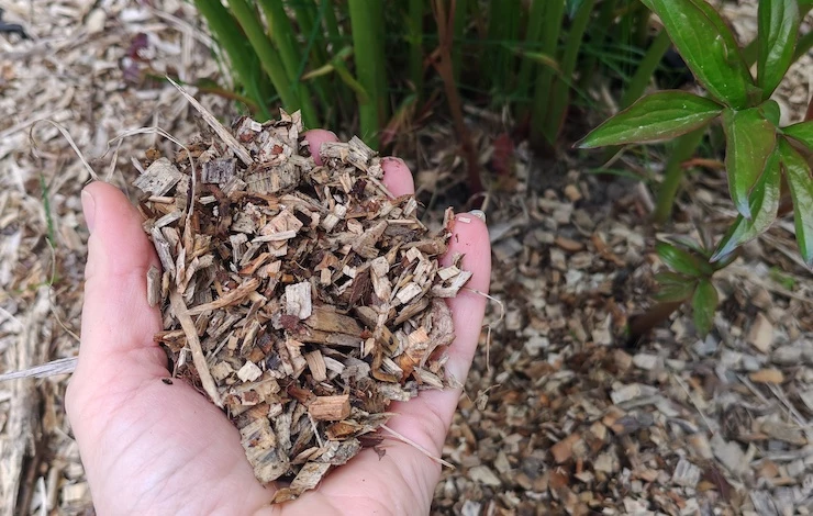 почему не цвели пионы