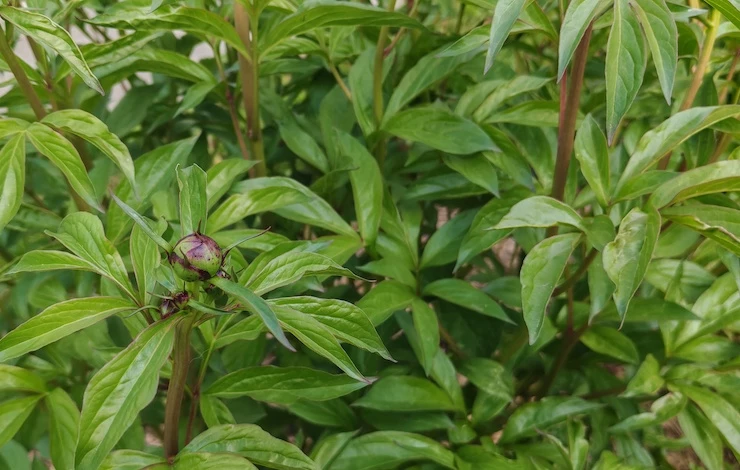 почему не цветут пионы