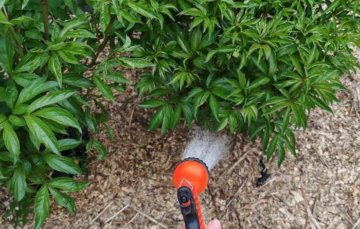 пионы не цвели что делать