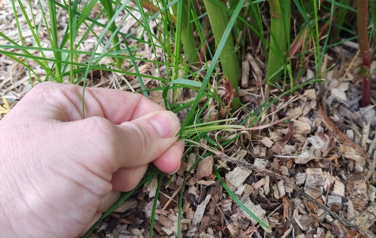 пионы не цветут что делать