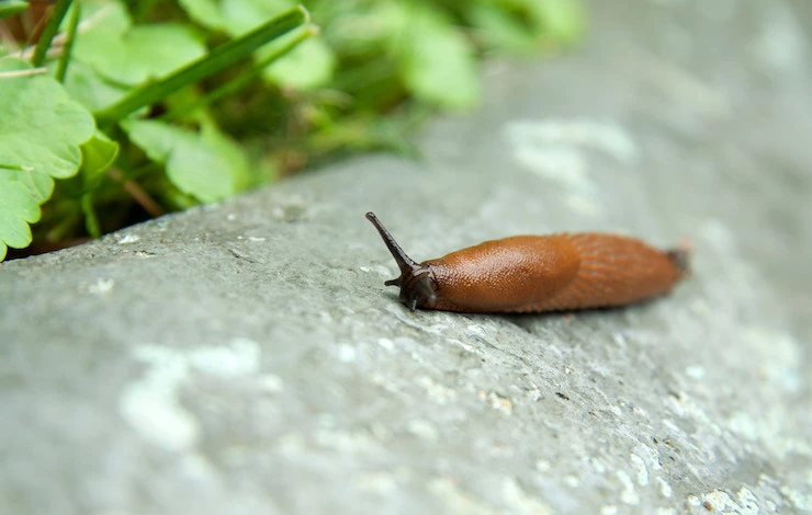 как избавиться навсегда от слизней