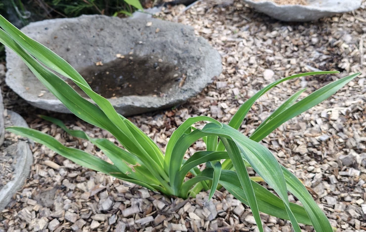 какие цветы посадить в июле