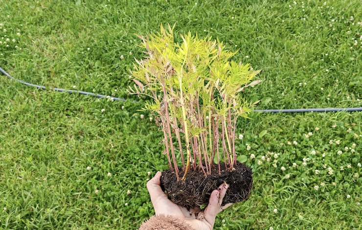 какие цветы можно посадить в июле