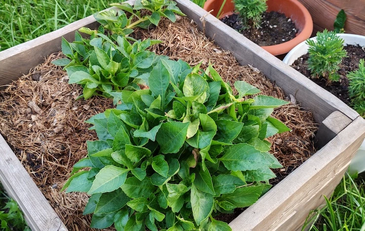 какие цветы цветут в июле