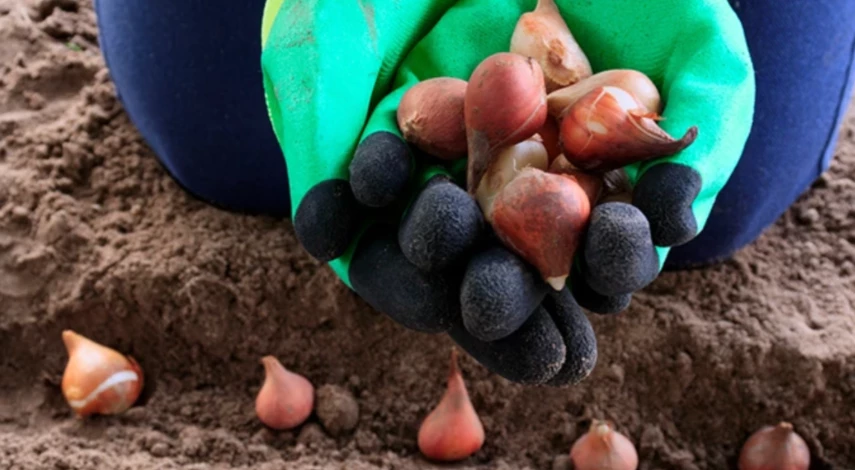 посадка тюльпанов осенью