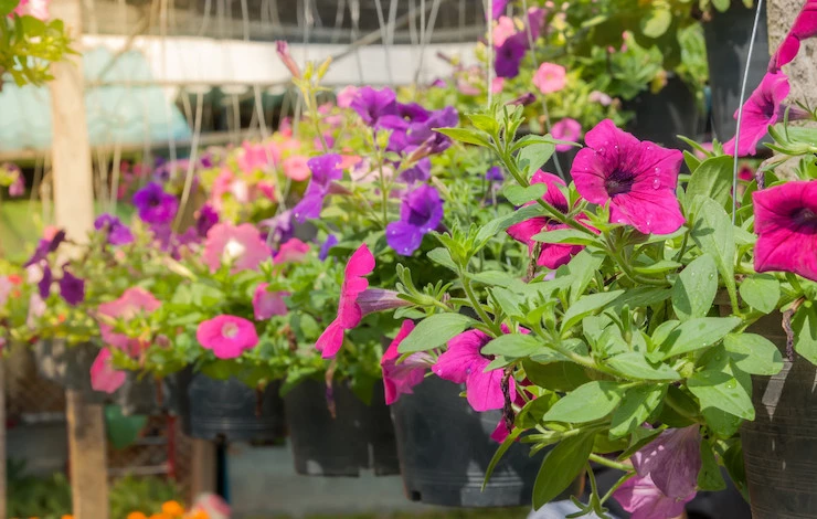 удобрения для петунии в июле