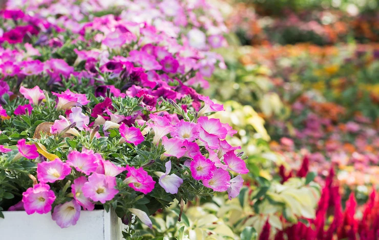 чем подкормить петунию в июле