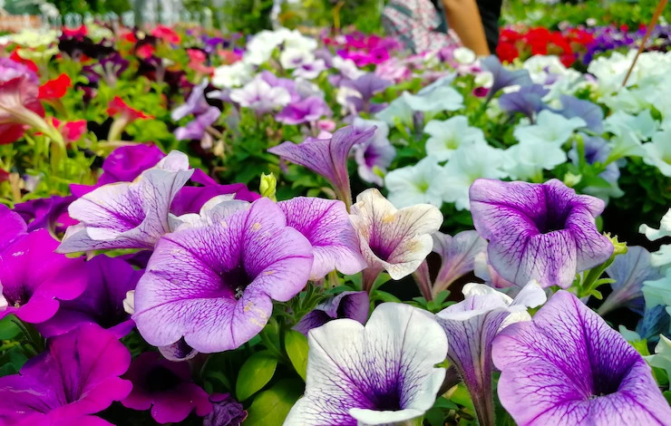 чем удобрять петунию в июле