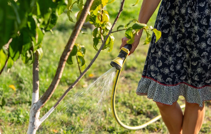 полив деревьев в засуху
