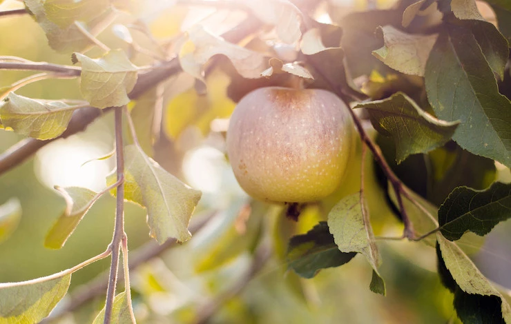 полив сада в жару