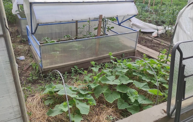 теплая грядка своими руками