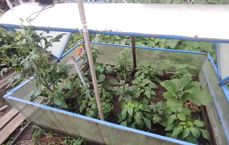 парник на даче своими руками