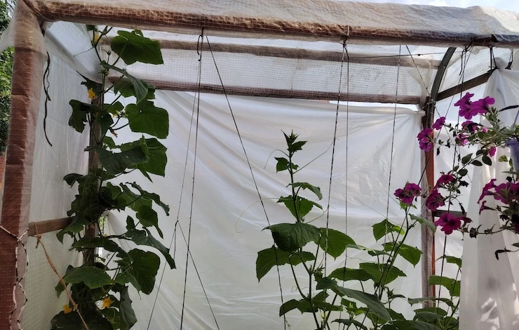 огуречник своими руками