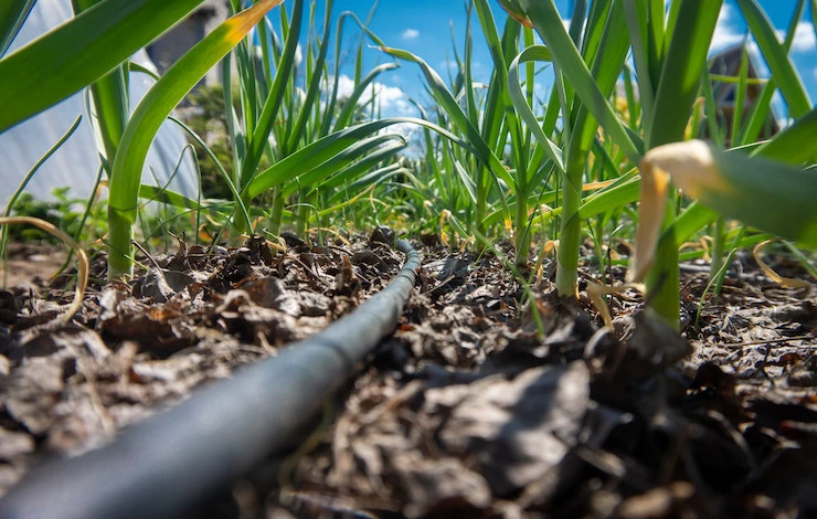 капельный полив как сделать