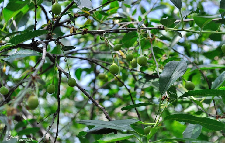 сроки сбора вишни