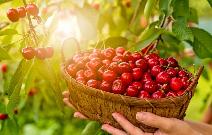 сроки уборки урожая вишни