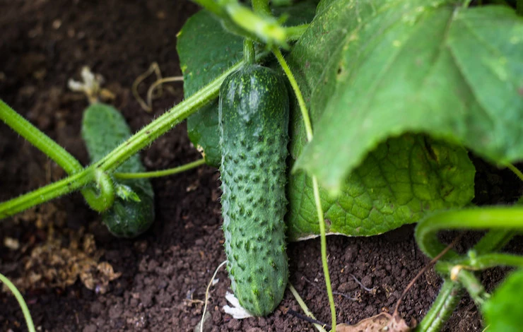 дрожжеевая подкормка огурцов