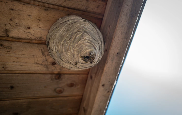 осиное гнездо на участке