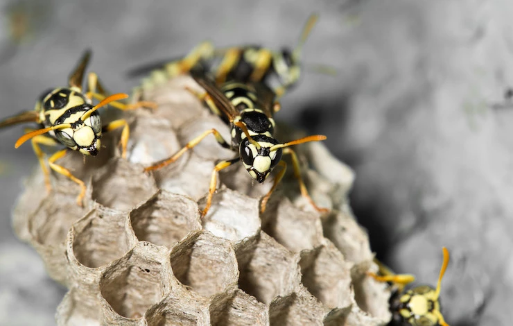 как избавиться от осиного гнезда