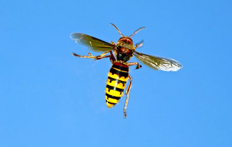 как уничтожить осиное гнездо